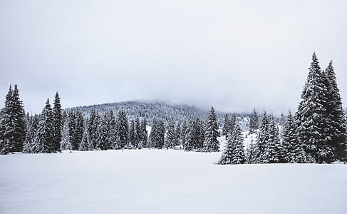 snow-covered trees thumbnail