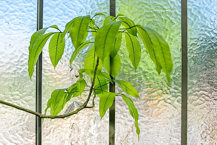 green-leafed tree thumbnail
