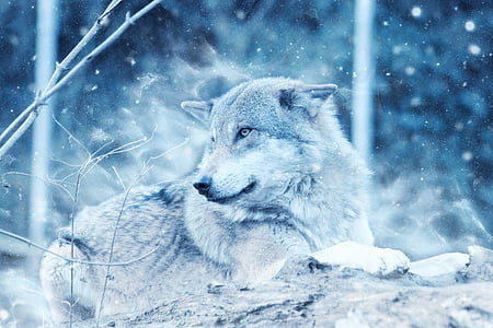 grey wolf thumbnail
