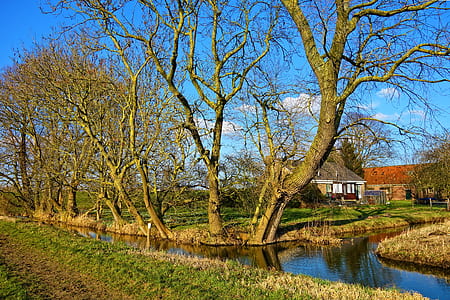 brown bare trees near river thumbnail