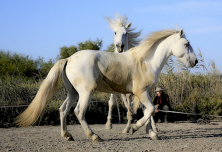 two white horses thumbnail