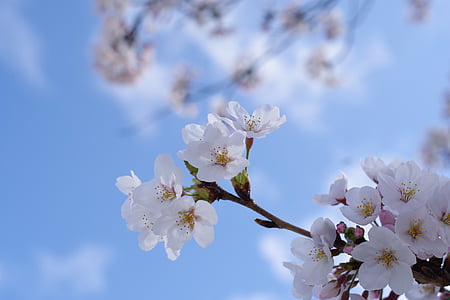 white petaled flwoers thumbnail