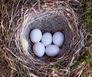 selective photo of five bird eggs inside nest thumbnail