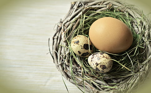 brown egg and two quail eggs on nest thumbnail
