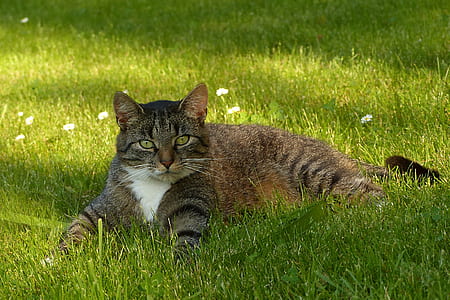 brown tabby cat on grass thumbnail
