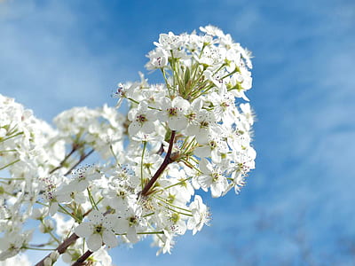 nature, sky, clouds, flowers thumbnail