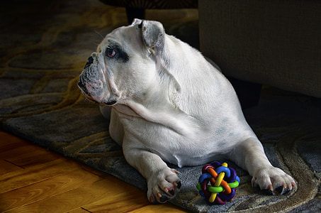 adult white American bulldog thumbnail