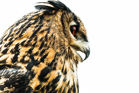 side view photo of owl thumbnail