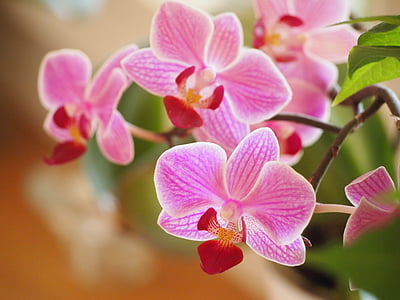 selective focus photography of pink 5-petaled flowers thumbnail