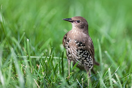 brown, black, and white bird on green grass thumbnail