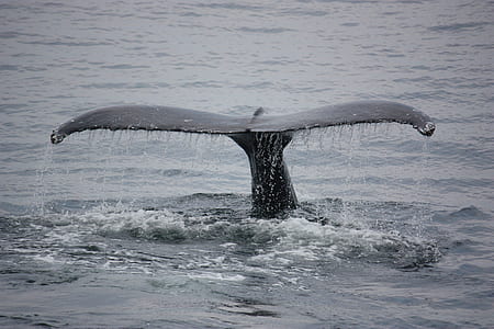 whale tale thumbnail