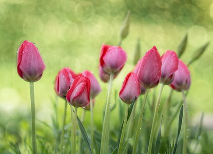 bokeh photography of pink tulip flower buds thumbnail