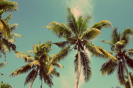 low-angle photography of palm trees under blue sky and white clouds thumbnail