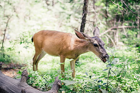 brown deer eating green leaves thumbnail