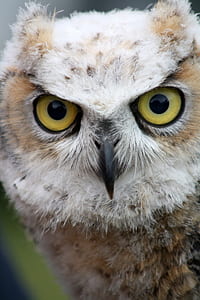macro shot of brown and white owl thumbnail