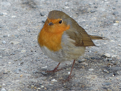 selective focus photography of orange belly bird thumbnail