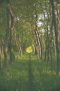 narrow pathway between tall trees thumbnail