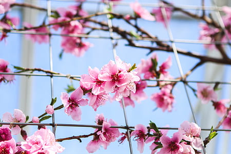 shallow focus photo of pink cherry blossom thumbnail