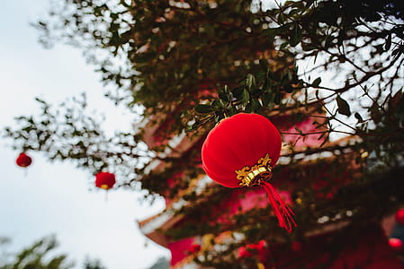 selective focus photography of red lantern hanging on tree near pagoda thumbnail