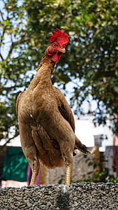 brown chicken on concrete surface thumbnail