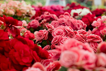 Assorted Varieties of Flowers thumbnail