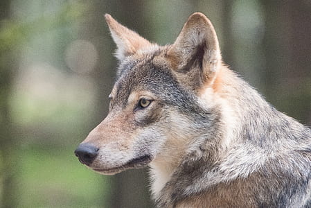 selective photography of wolf thumbnail