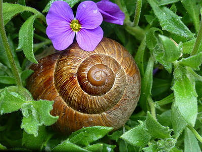 brown snail beside purple flowers thumbnail