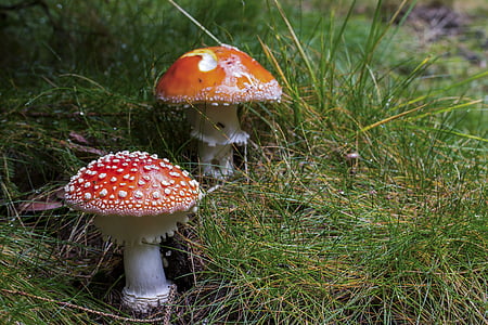two red-and-white mushrooms surrounded with green grasses closeup photo thumbnail