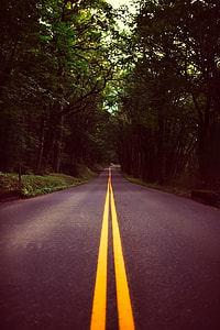 green leafed trees thumbnail