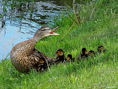 photo of duck near body of water thumbnail