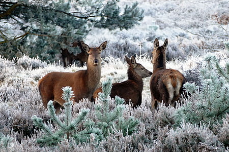 three brown deers thumbnail