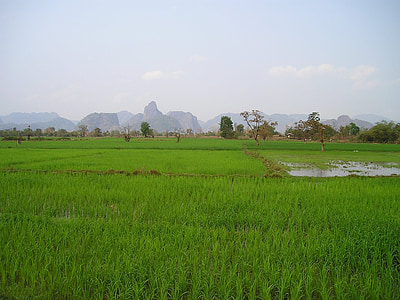 green grass field thumbnail