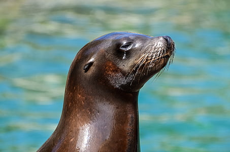 black sea lion thumbnail