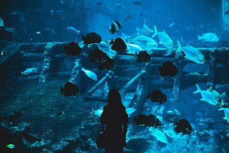 silhouette of a woman watching the fishes on the aquarium thumbnail