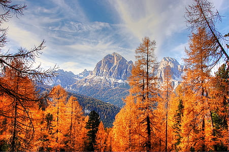 orange leafed trees under clear sky thumbnail