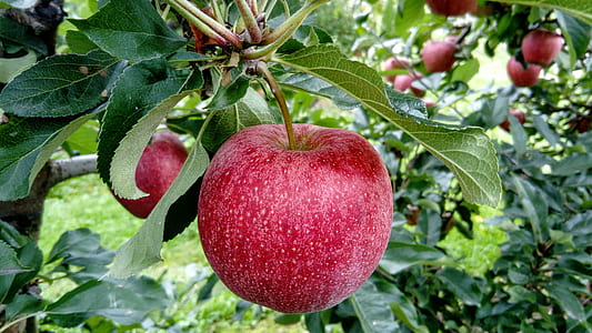 red apple trees thumbnail