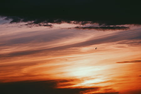 bird in mid air under orange sky thumbnail