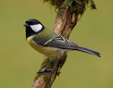 yellow, black, and white bird perched on tree branch selective focus photography thumbnail