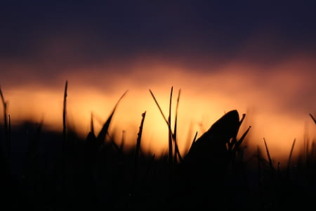 grass, sunset, sunrise, yellow thumbnail