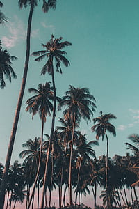 coconut trees under clear sky thumbnail