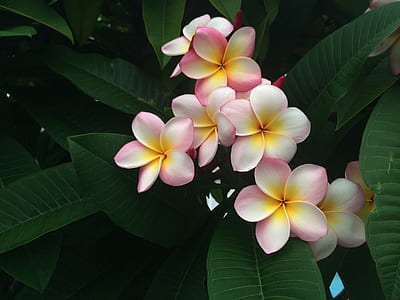 closeup photo of pink-and-white plumeria thumbnail