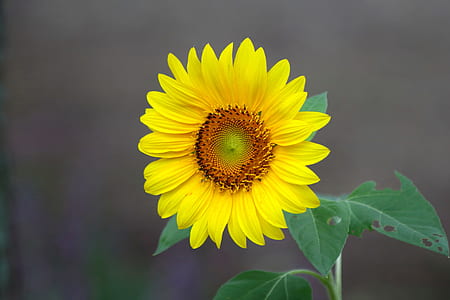 shallow focus photo of sunflower thumbnail