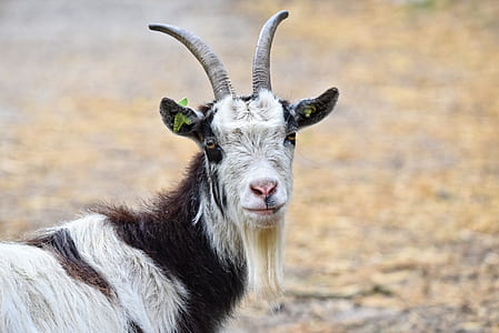 shallow focus photography of goat thumbnail
