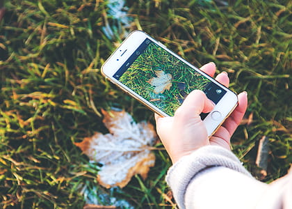 person taking a photograph of maple leaf on green grass with gold iPhone 6 thumbnail