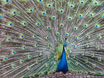 Colorful Peacock thumbnail