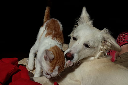 short-coated white dog and white and orange tabby cat thumbnail