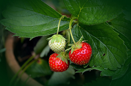 selective focus photography of strawberry thumbnail