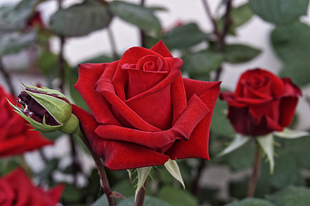 red rose flowers thumbnail