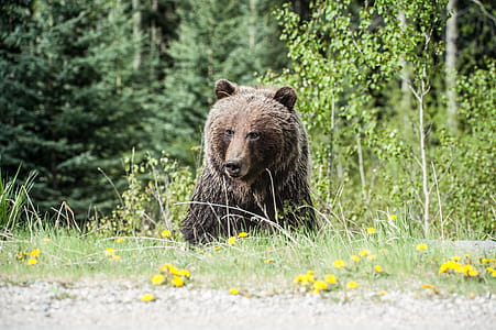 Photo of Grizzly Bear thumbnail