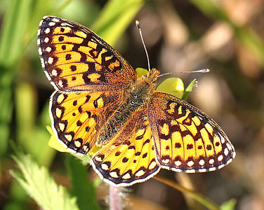 butterfly on plant thumbnail